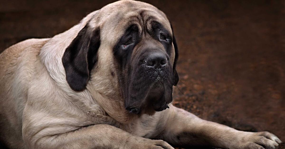 A look at the Spanish Mastiff, also recognized as Mastiff Spanyol in Indonesian culture.