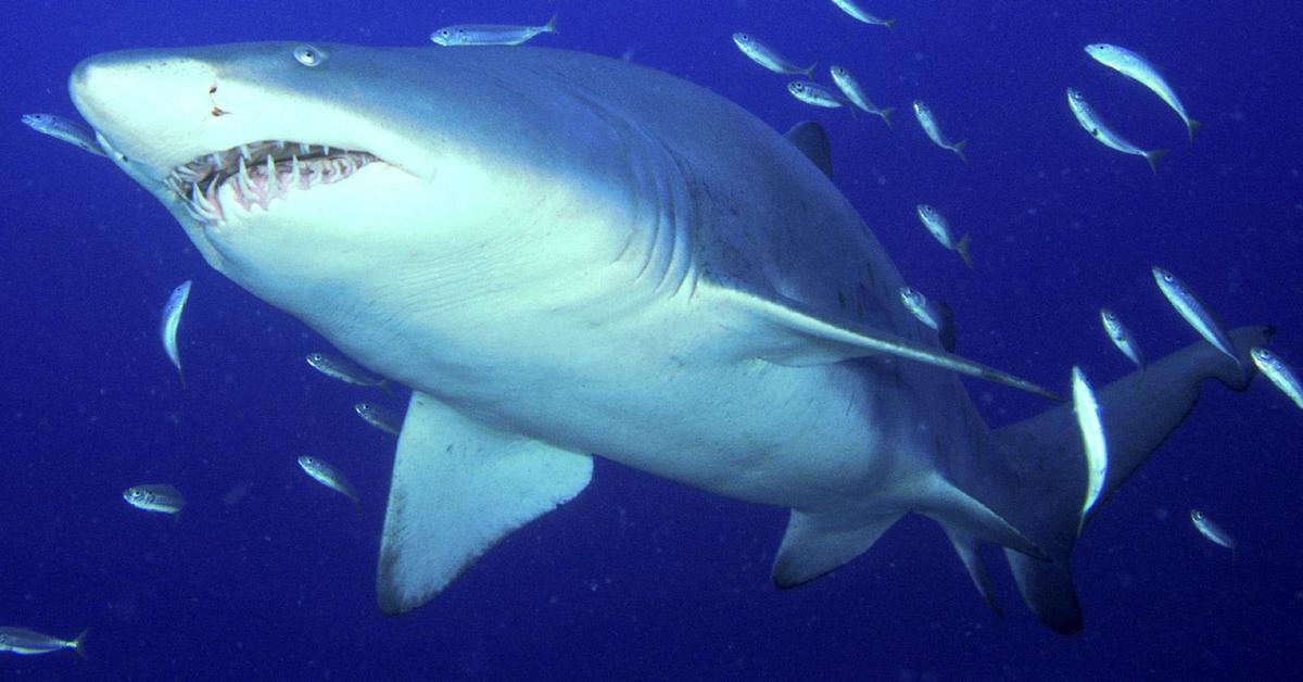 The Sixgill Shark, a species known as Hexanchidae, in its natural splendor.