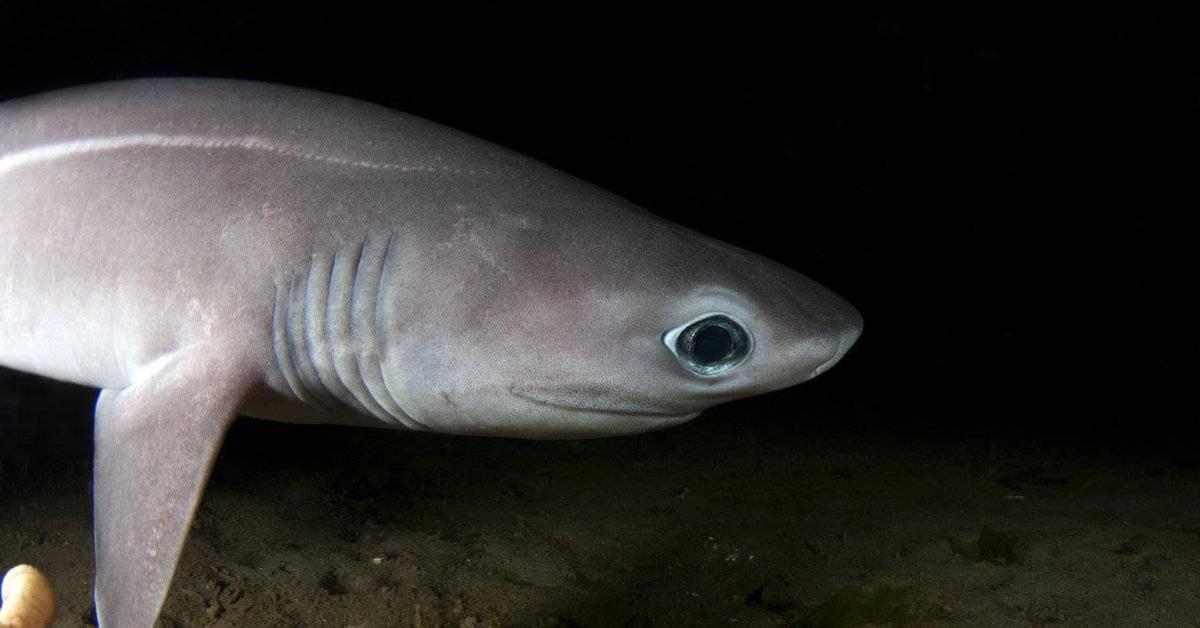 Image showcasing the Sixgill Shark, known in Indonesia as Hiu Enam Sirip.