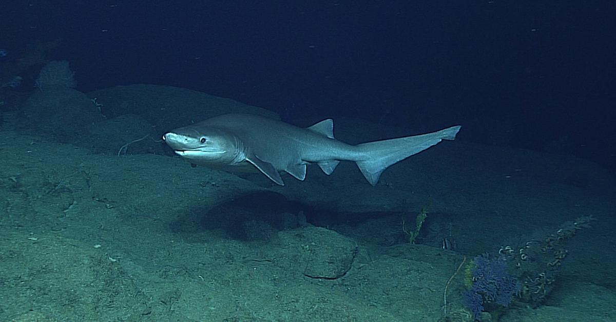 Graceful Sixgill Shark, a creature with the scientific name Hexanchidae.