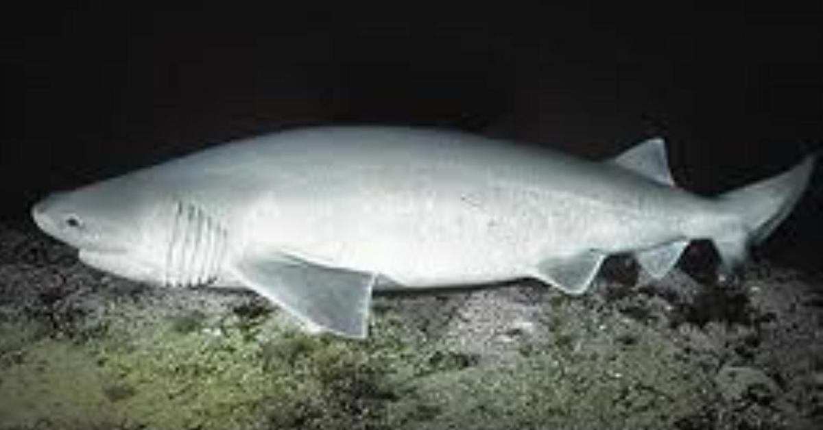 Distinctive Sixgill Shark, in Indonesia known as Hiu Enam Sirip, captured in this image.