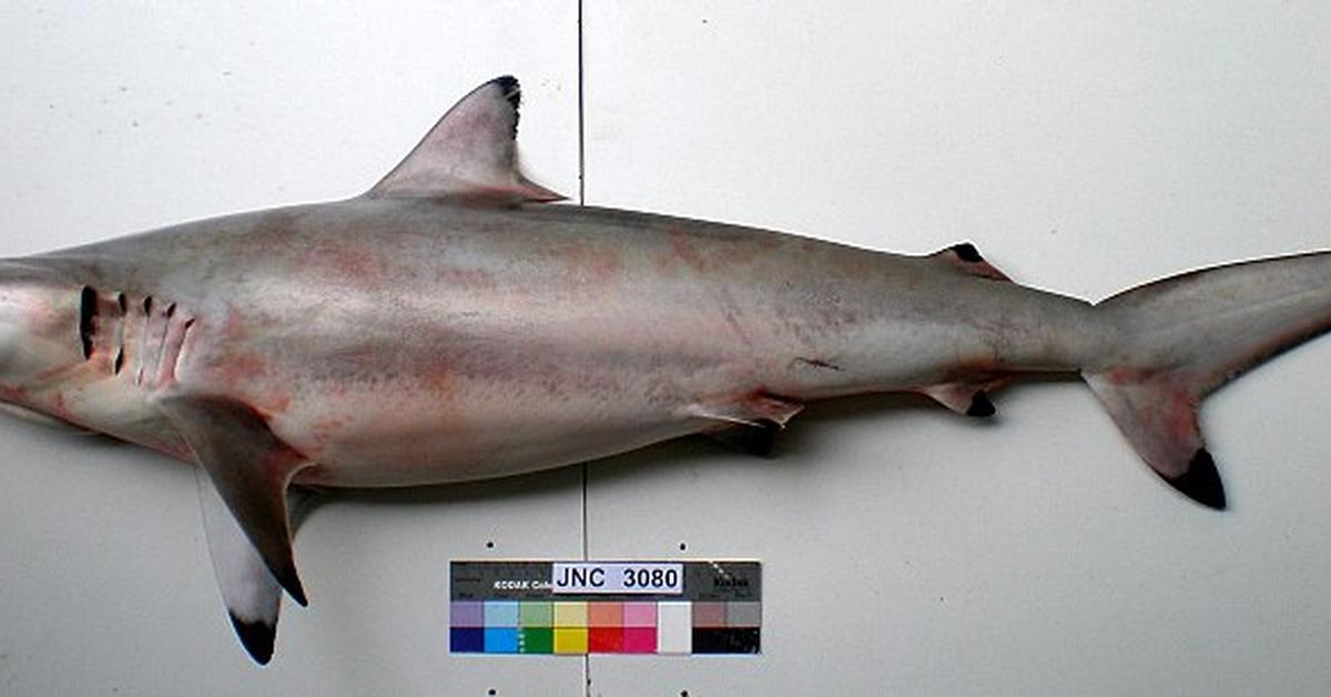 The Spinner Shark, an example of Carcharhinus brevipinna, in its natural environment.