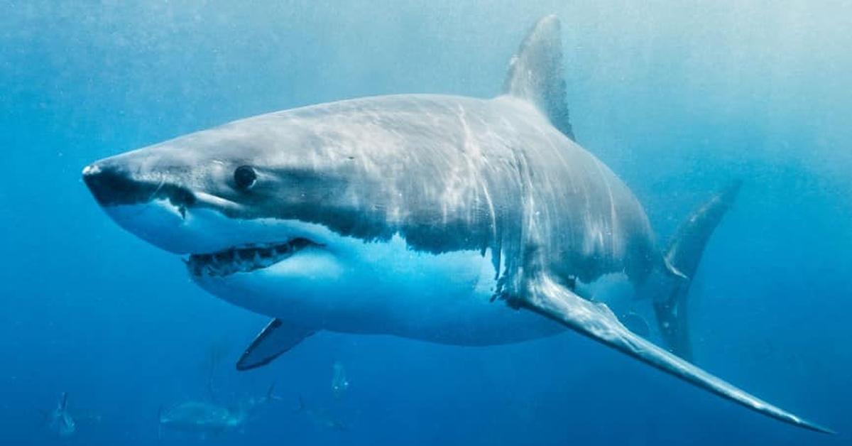 Photogenic Spinner Shark, scientifically referred to as Carcharhinus brevipinna.