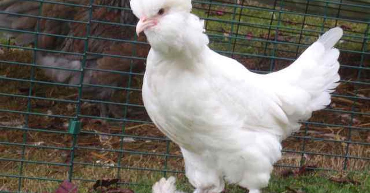 Captivating shot of the Sultan Chicken, or Ayam Sultan in Bahasa Indonesia.