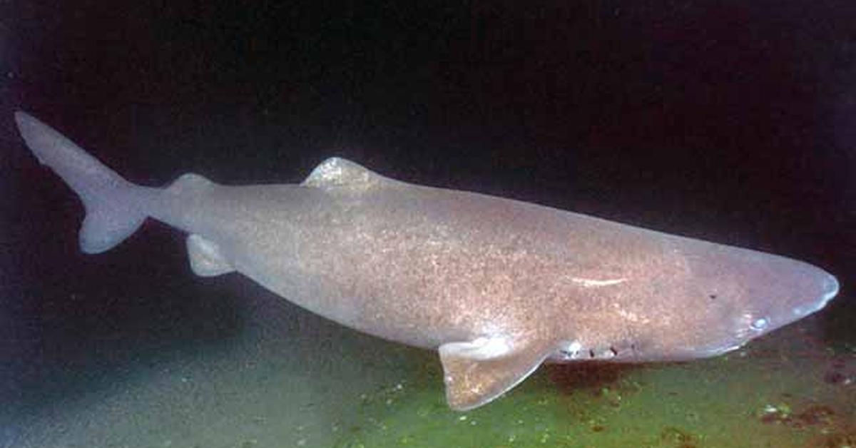 A look at the Sleeper Shark, also recognized as Hiu Tidur in Indonesian culture.