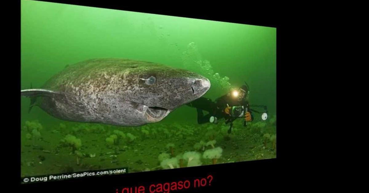 Photogenic Sleeper Shark, scientifically referred to as Somniosidae.