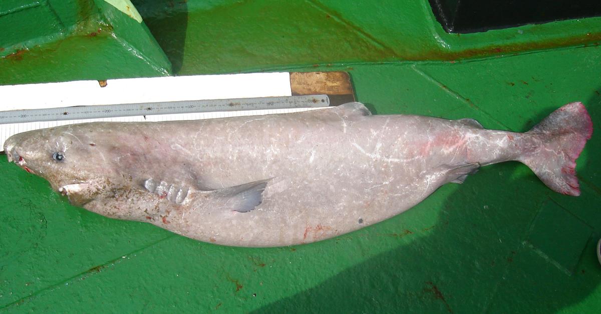 Portrait of a Sleeper Shark, a creature known scientifically as Somniosidae.