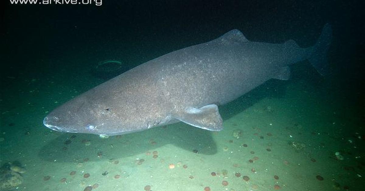 Captured elegance of the Sleeper Shark, known in Indonesia as Hiu Tidur.