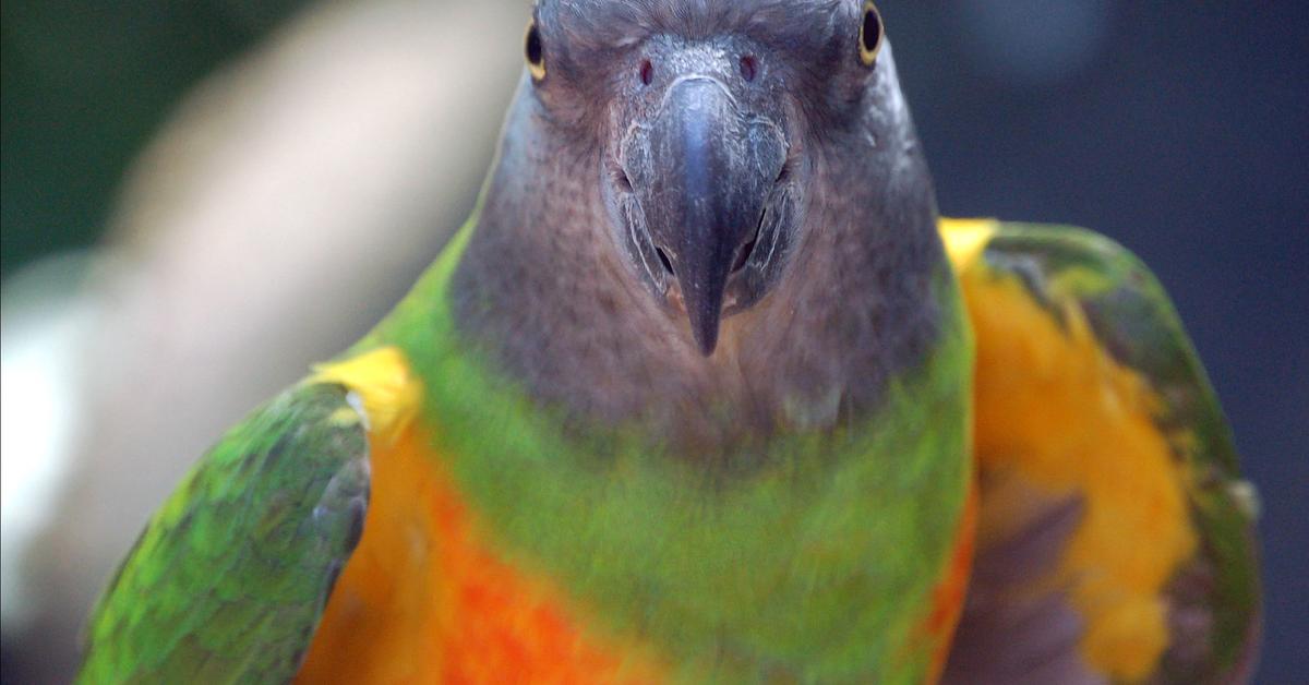 Engaging shot of the Senegal Parrot, recognized in Indonesia as Burung Beo Senegal.