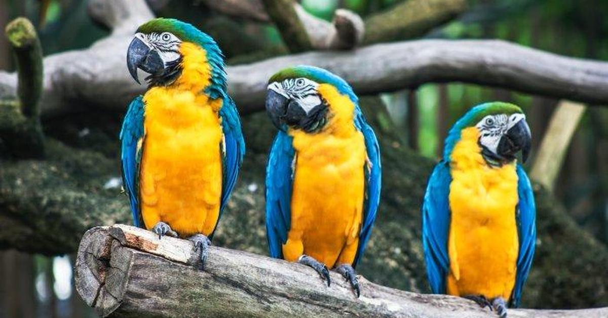 Elegant portrayal of the Senegal Parrot, also known as Poicephalus senegalus.