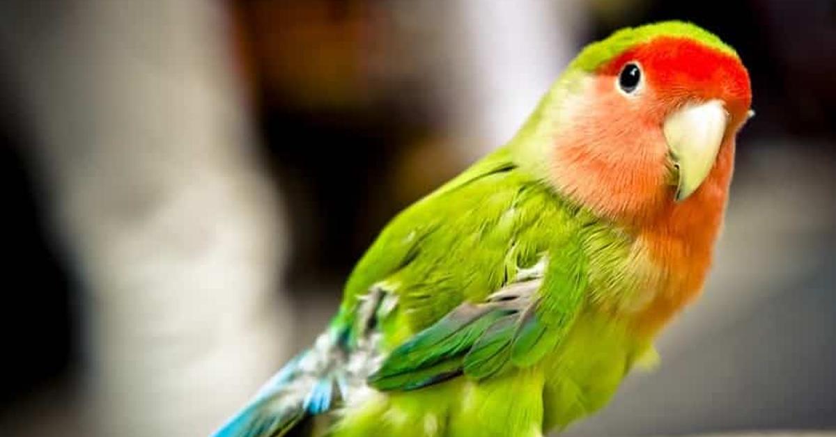 Vibrant snapshot of the Senegal Parrot, commonly referred to as Burung Beo Senegal in Indonesia.