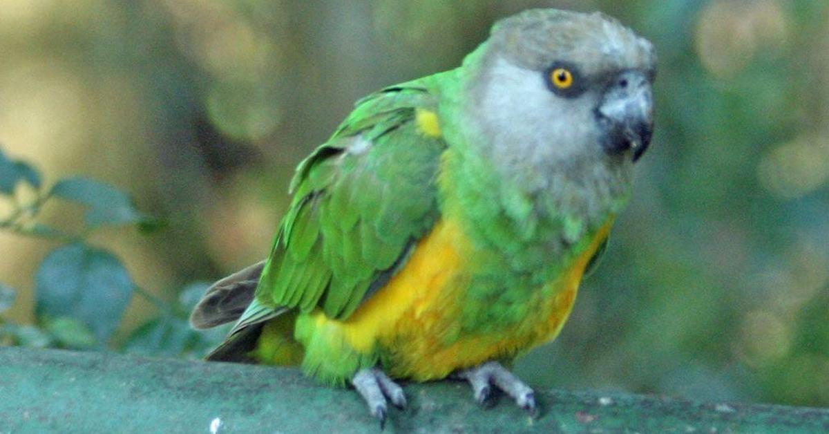 Vivid image of the Senegal Parrot, or Burung Beo Senegal in Indonesian context.