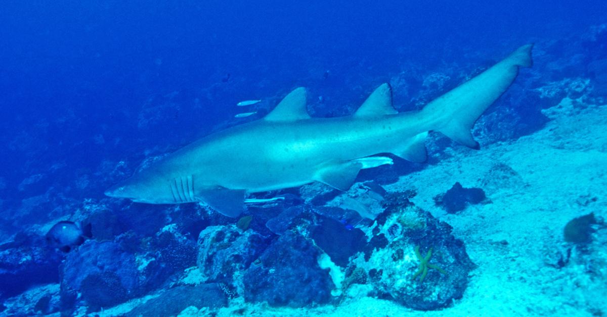 Captured beauty of the Sand Tiger Shark, or Odontaspididae in the scientific world.