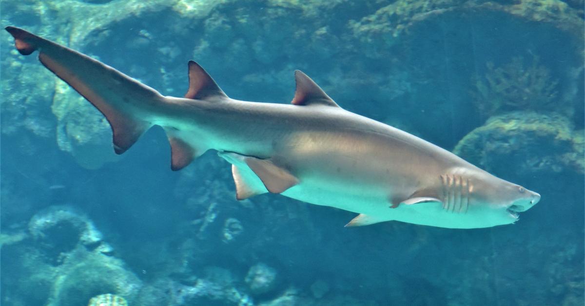 The majestic Sand Tiger Shark, also called Hiu Pasir Harimau in Indonesia, in its glory.