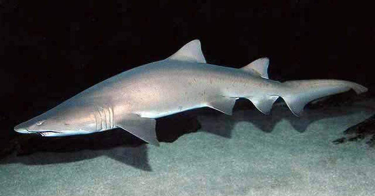 Photogenic Sand Tiger Shark, scientifically referred to as Odontaspididae.