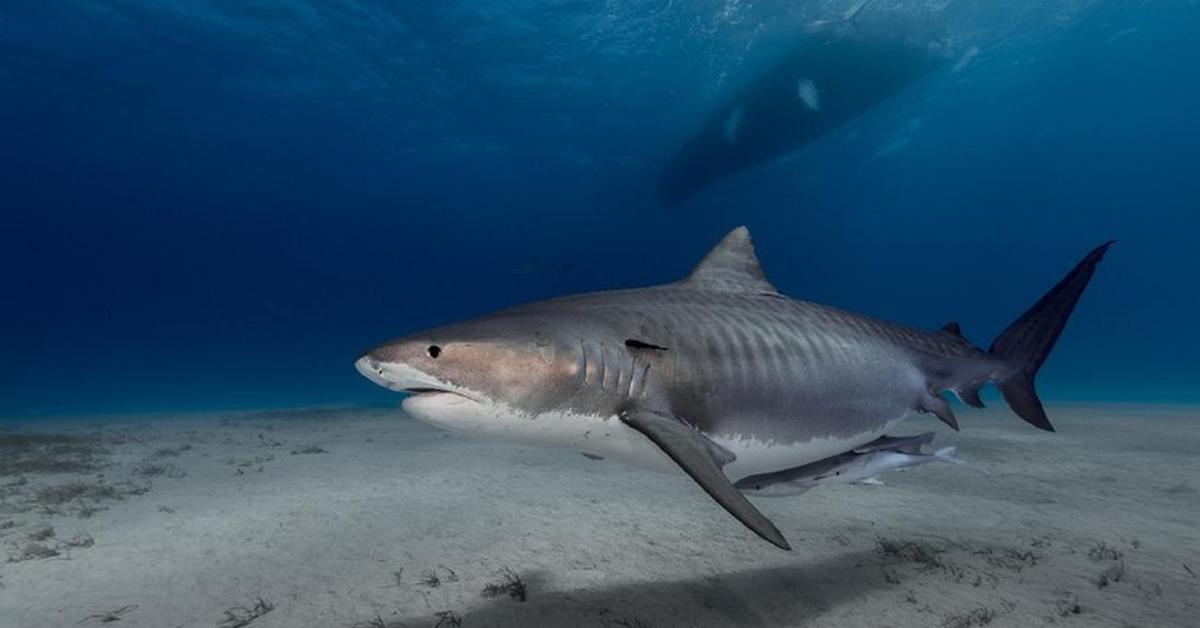 Captivating view of the Sand Tiger Shark, known in Bahasa Indonesia as Hiu Pasir Harimau.