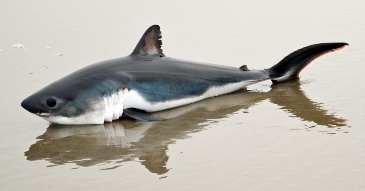 Captured beauty of the Salmon Shark, or Lamna ditropis in the scientific world.