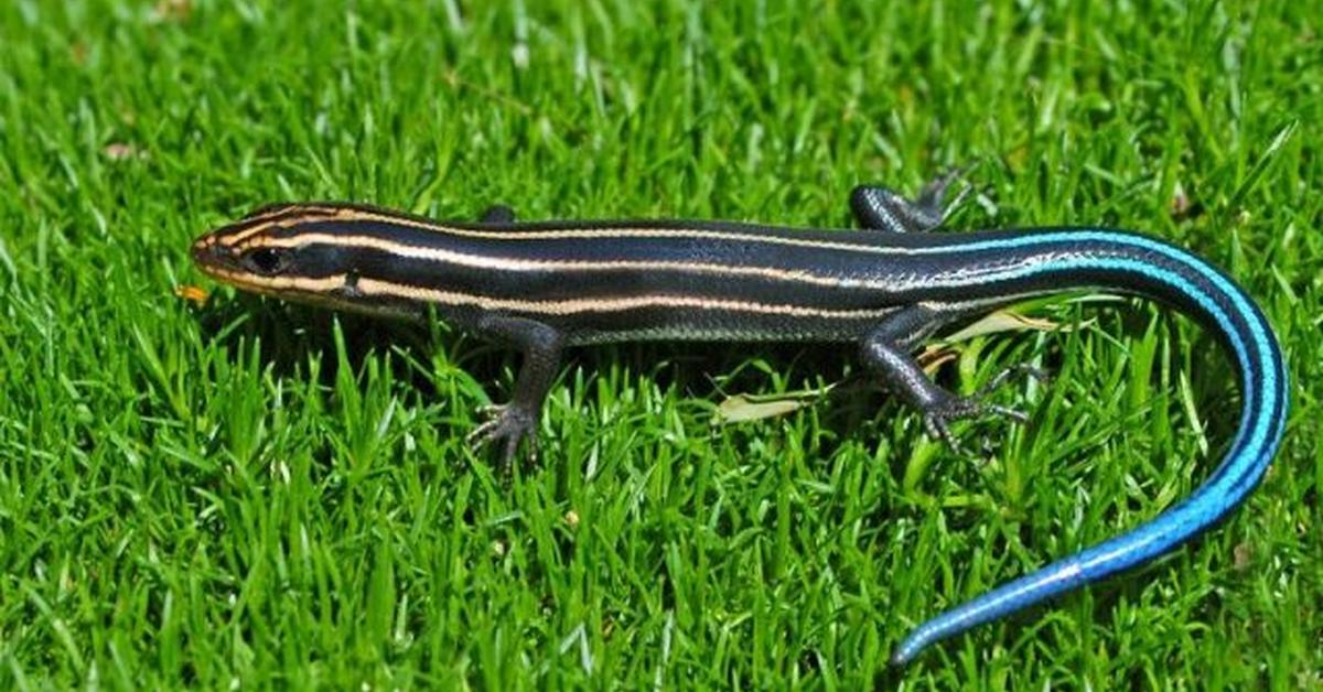 Detailed shot of the Skink Lizard, or Scincidae, in its natural setting.