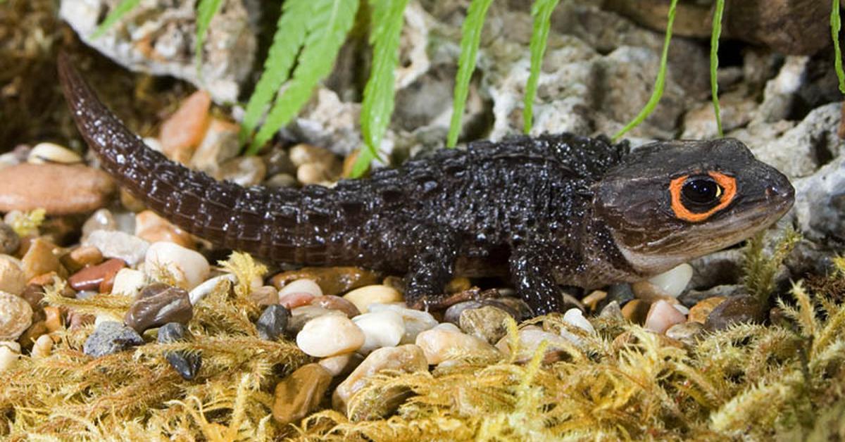 The Skink Lizard, an example of Scincidae, in its natural environment.