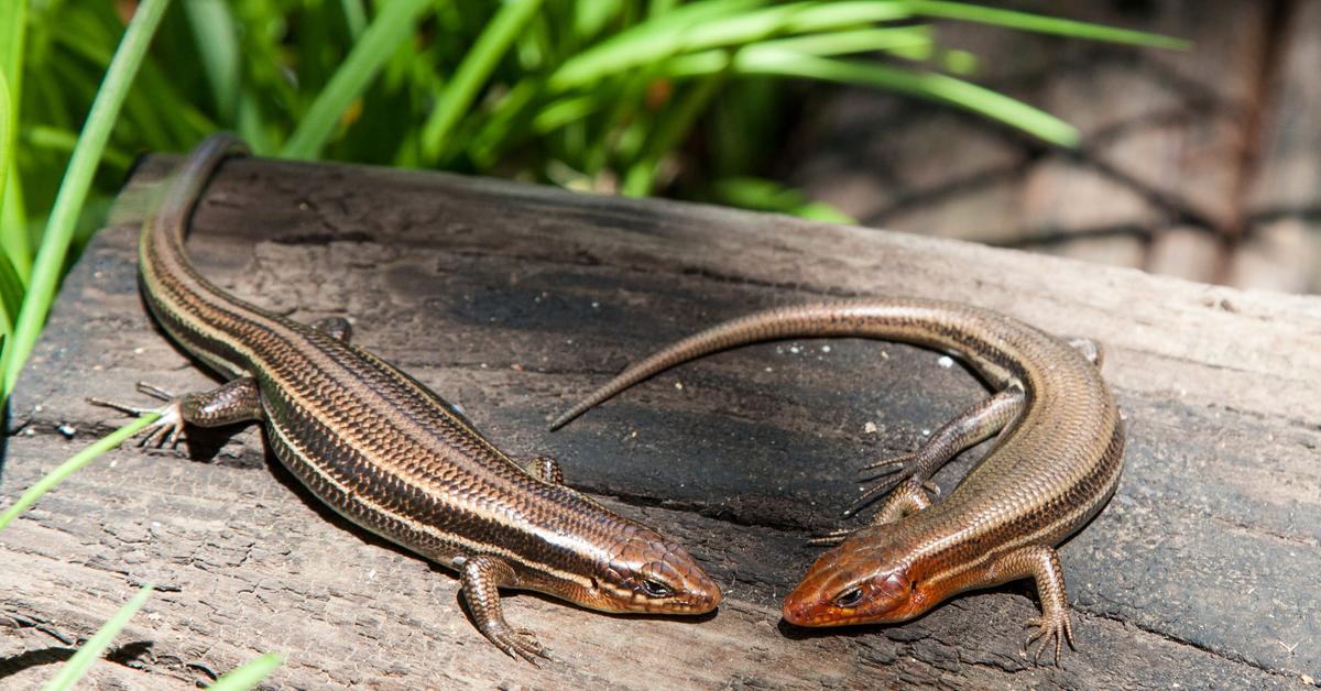 Distinctive Skink Lizard, in Indonesia known as Kadal Skink, captured in this image.