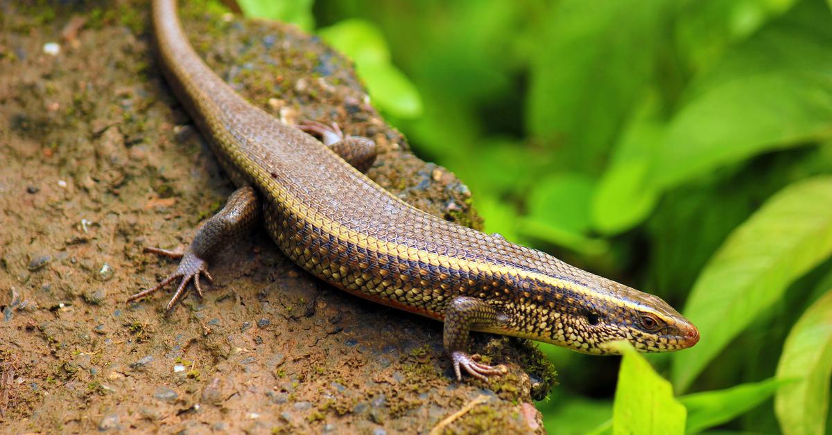 Captured elegance of the Skink Lizard, known in Indonesia as Kadal Skink.