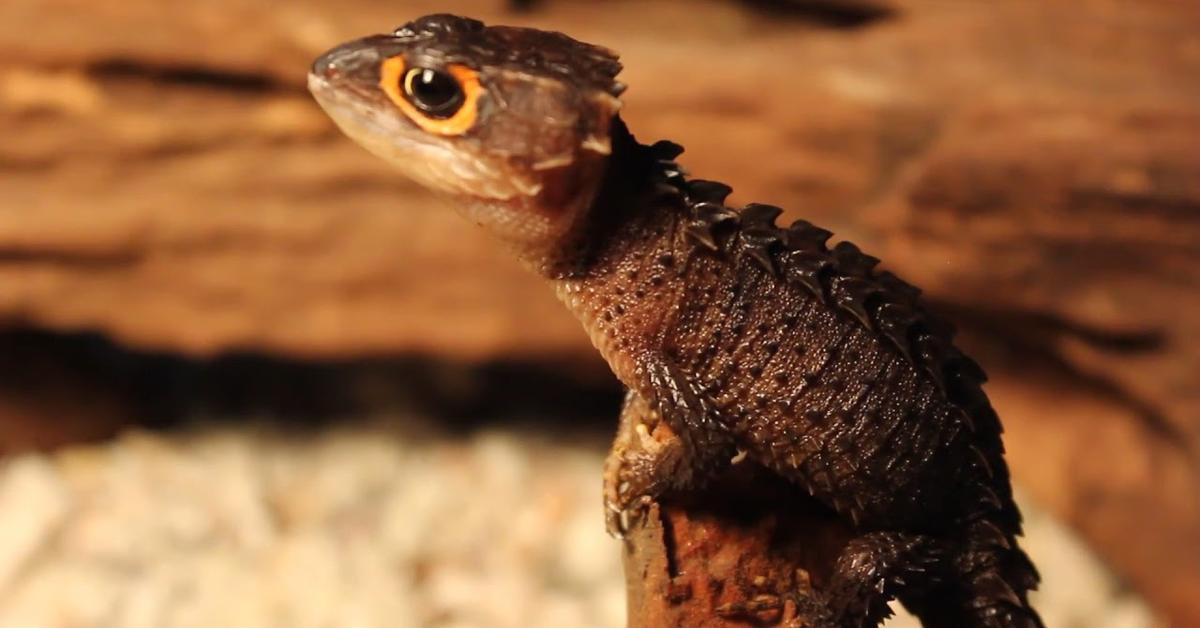 Vivid image of the Skink Lizard, or Kadal Skink in Indonesian context.