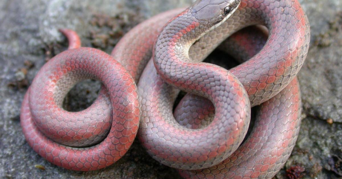 Detailed shot of the Sharp-Tailed Snake, or Contia tenuis, in its natural setting.