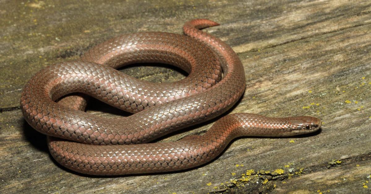 Enchanting Sharp-Tailed Snake, a species scientifically known as Contia tenuis.