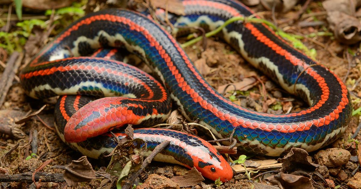 Portrait of a Sharp-Tailed Snake, a creature known scientifically as Contia tenuis.