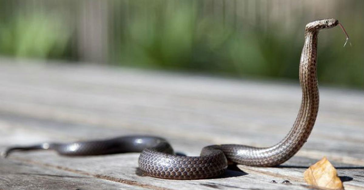 A look at the Sharp-Tailed Snake, also recognized as Ular Ekor Tajam in Indonesian culture.