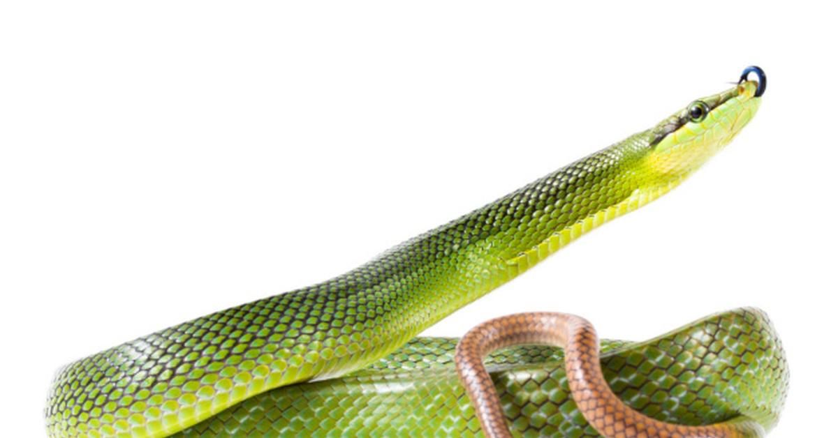 Image showcasing the Sharp-Tailed Snake, known in Indonesia as Ular Ekor Tajam.