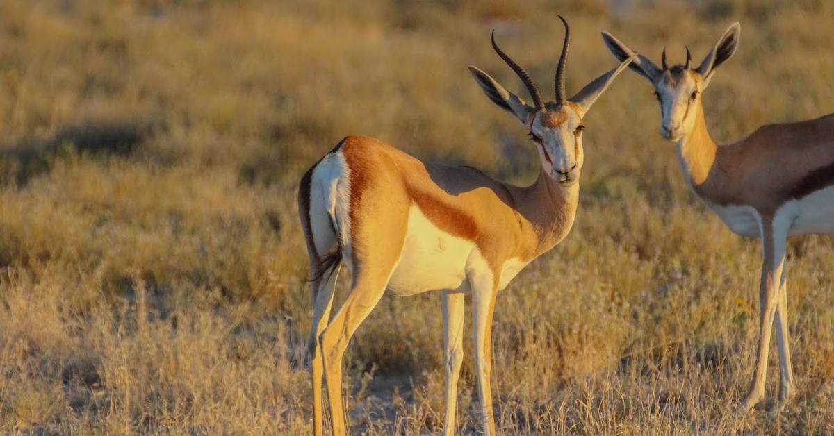 Photograph of the unique Springbok, known scientifically as Antidorcas marsupialis.