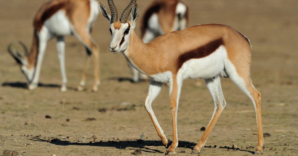 Splendid image of the Springbok, with the scientific name Antidorcas marsupialis.