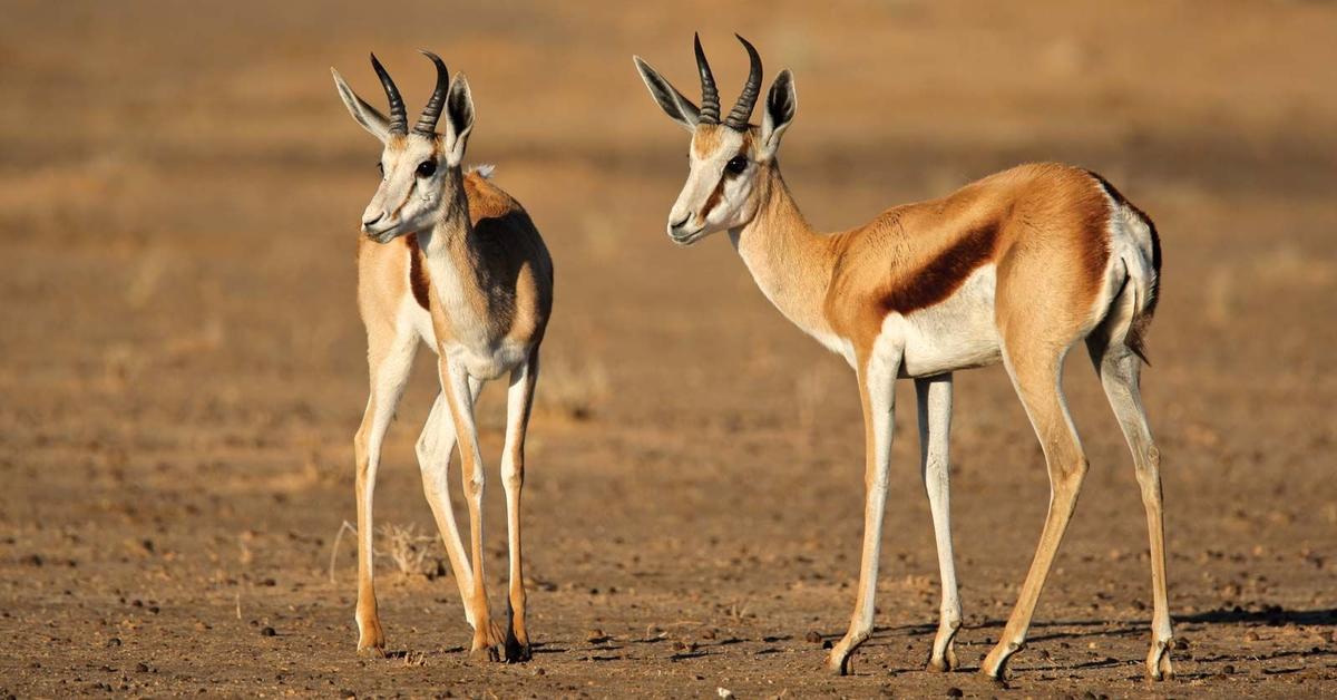 Snapshot of the intriguing Springbok, scientifically named Antidorcas marsupialis.