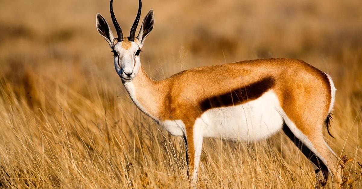 Vibrant snapshot of the Springbok, commonly referred to as Springbok in Indonesia.