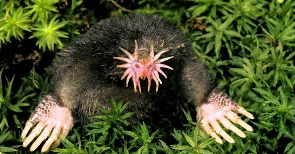 The Star-Nosed Mole in its natural beauty, locally called Tikus Tanah Bintang-Berhidung.