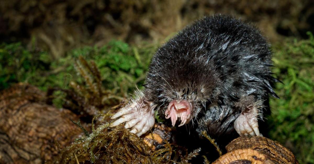 Engaging shot of the Star-Nosed Mole, recognized in Indonesia as Tikus Tanah Bintang-Berhidung.