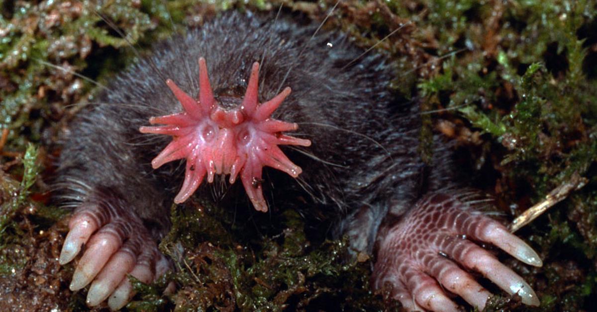 The alluring Star-Nosed Mole, commonly referred to as Tikus Tanah Bintang-Berhidung in Bahasa Indonesia.