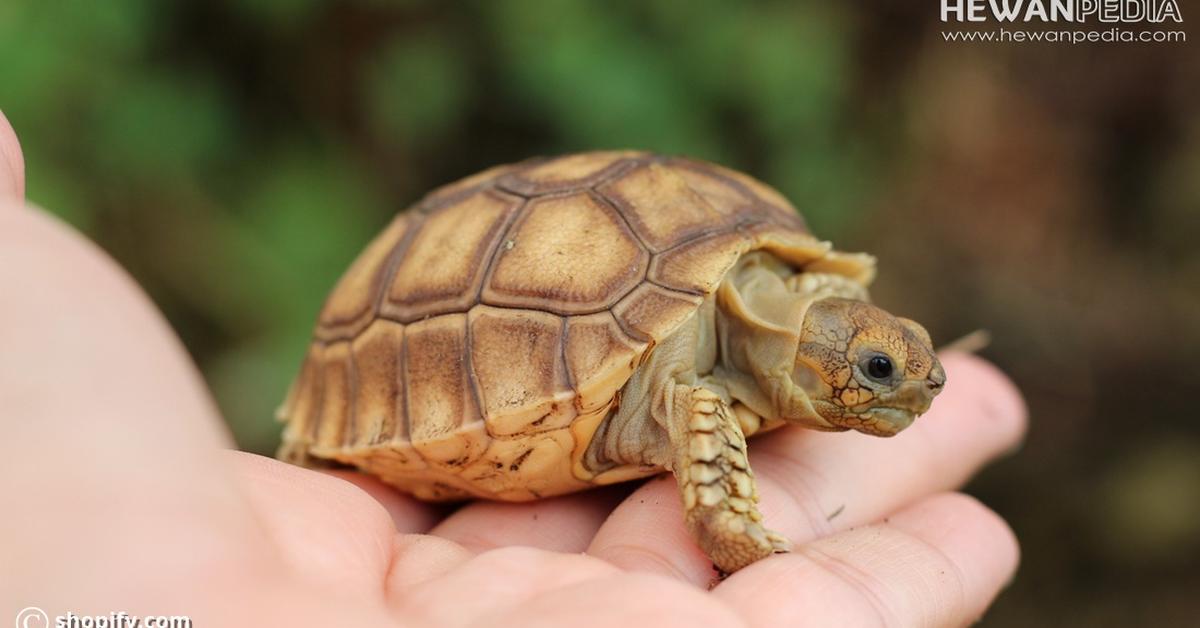 Photographic depiction of the unique Sulcata Tortoise, locally called Kura-kura Sulcata.