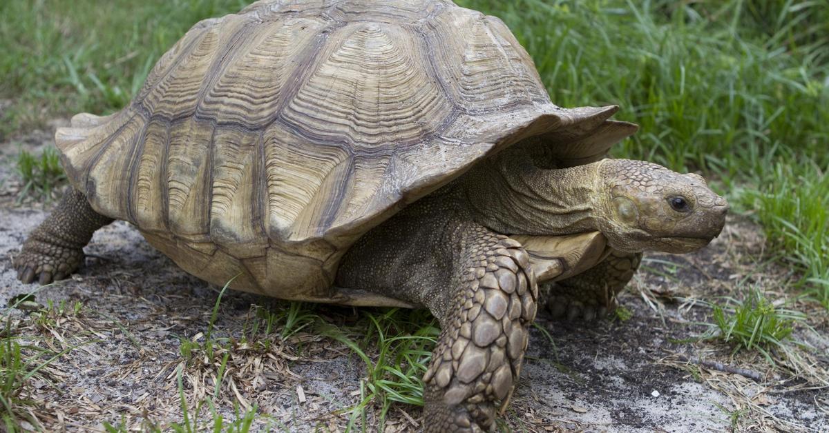 Image showcasing the Sulcata Tortoise, known in Indonesia as Kura-kura Sulcata.