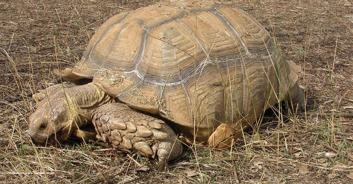 Vibrant snapshot of the Sulcata Tortoise, commonly referred to as Kura-kura Sulcata in Indonesia.