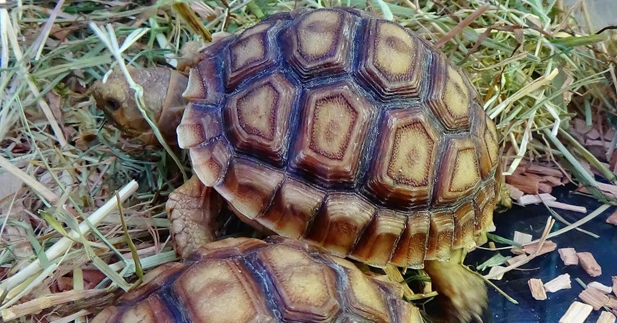 Photograph of the unique Sulcata Tortoise, known scientifically as Centrochelys sulcata.