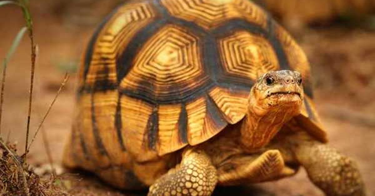 Captured beauty of the Sulcata Tortoise, or Centrochelys sulcata in the scientific world.