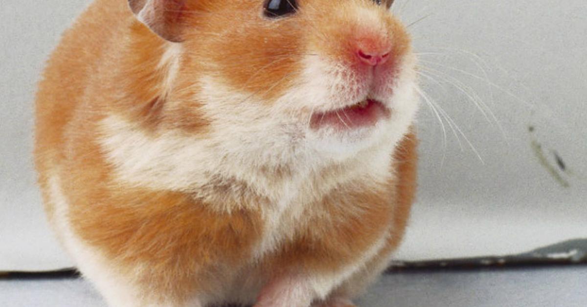 Glimpse of the Syrian Hamster, known in the scientific community as Mesocricetus auratus.