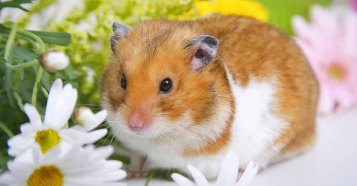 Visual representation of the Syrian Hamster, recognized in Indonesia as Hamster Suriah.