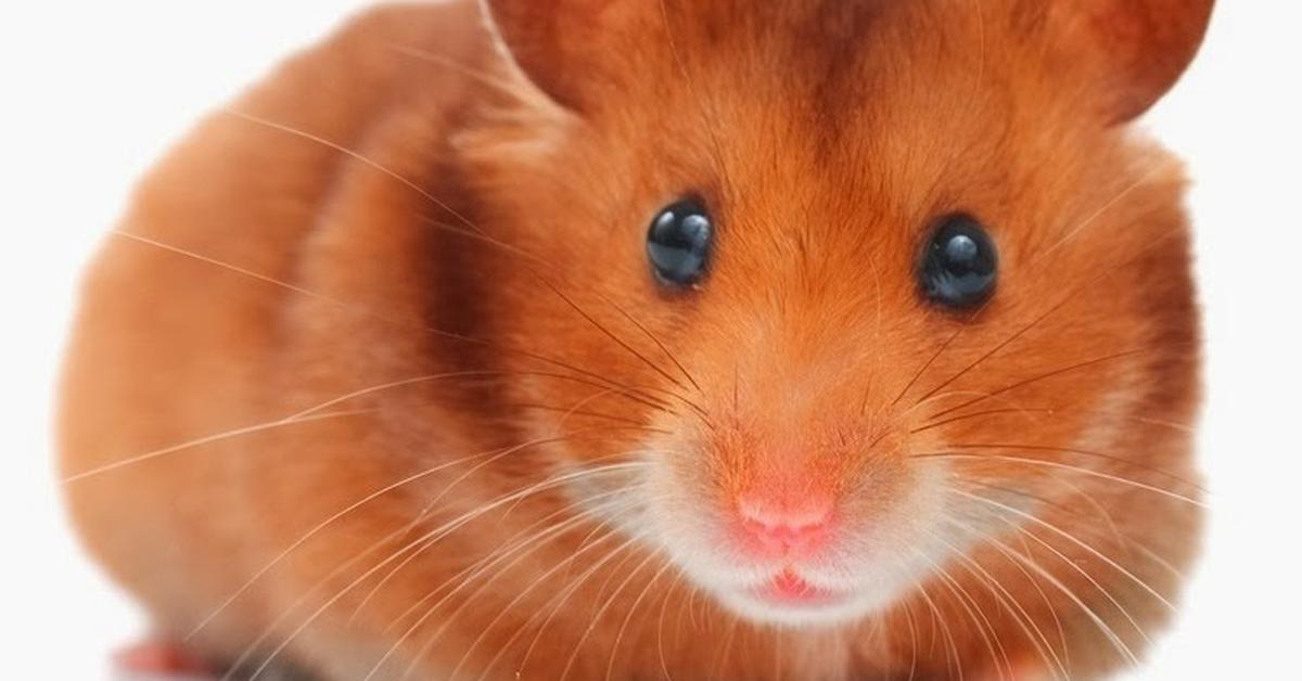 Splendid image of the Syrian Hamster, with the scientific name Mesocricetus auratus.