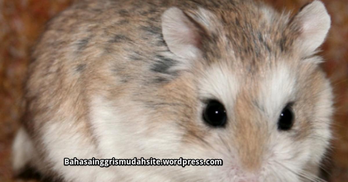 Captivating presence of the Syrian Hamster, a species called Mesocricetus auratus.