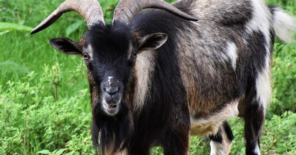 Photographic depiction of the unique Spanish Goat, locally called Kambing Spanyol.