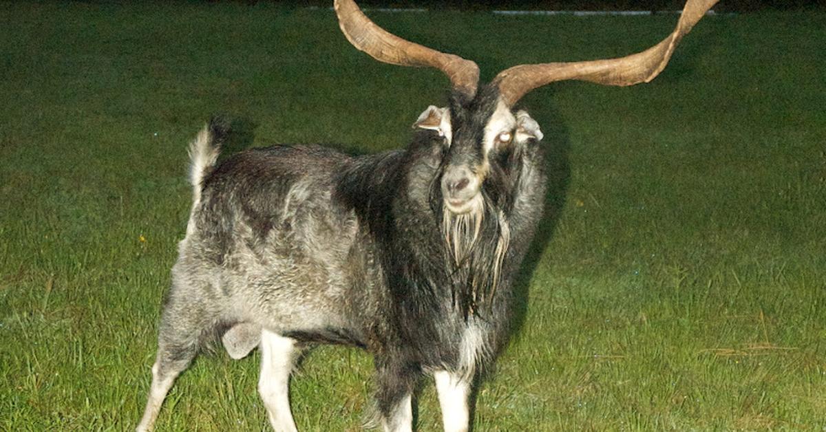 Enchanting Spanish Goat, a species scientifically known as Capra aegagrus hircus.