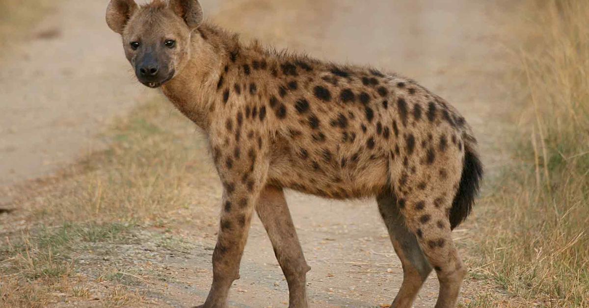 The majestic Striped Hyena, also called Hyena Bergaris in Indonesia, in its glory.